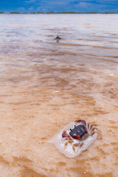 Small Crab in Salty Pink Foam at Cumaragua Salt Flats, Falcon State, Venezuela