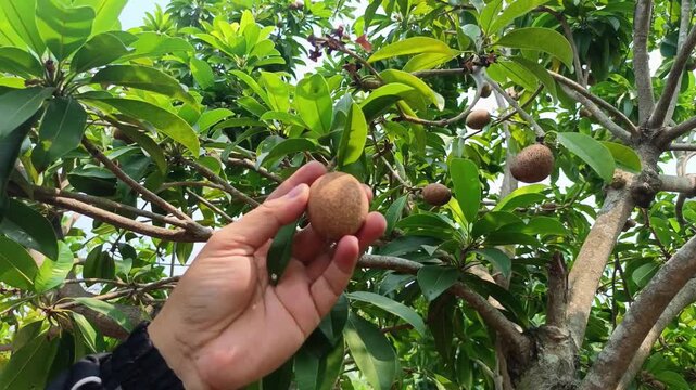 Person Holding Sapodilla Fruit Growing On Tree In Farm