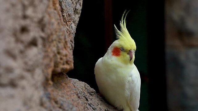 Close-up video of a cute yellow lutino cockatiel parrot sitting calmly near a stone wall, turning its head and blinking sleepy eyes. High quality footage suitable for nature documentaries, pet care gu