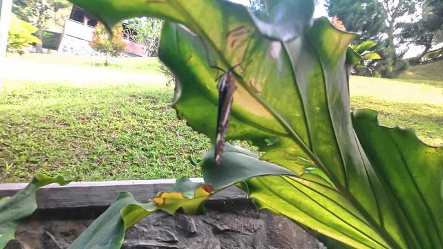 Insect hanging underneath large green leaf in garden scenery