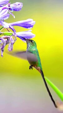 Green hummingbird hovering and feeding on purple agapanthus flower in vertical video.