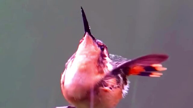 Hummingbird hovering in flight, small bird flapping wings in nature close up shot.