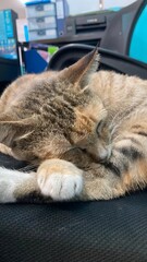 Relax cat on the sleeping  © Jihen