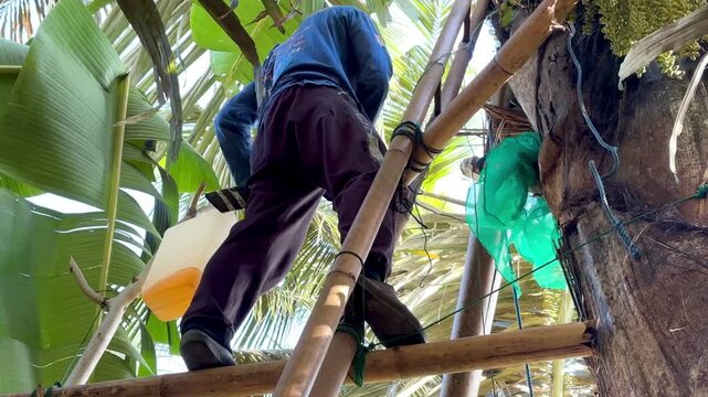 An Asian man is cutting the tip of a male flower cluster from a sugar palm tree (Arenga pinnata) using a sharp, clean knife.