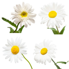 Fototapeta premium Collection one white daisy flower isolated on white background. Flat lay, top view. Floral pattern, object