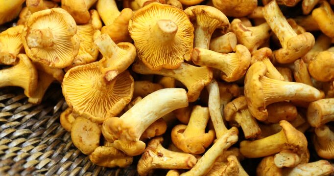 Golden chanterelle mushrooms in wicker basket, top view