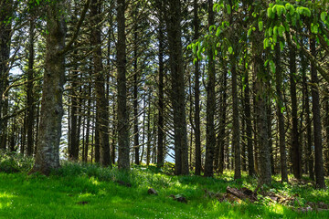 Obraz premium Oregon Coast path in the trees