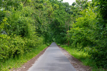 Naklejka premium Touristic trail of empty road pathway in forest or park with green lush nature. Path way. Nature in mixed forest. Summer park nature. Public park nature forest. Green forest wood in summer