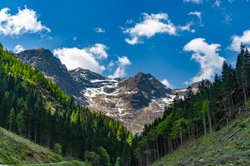 Naklejka premium Landscape summer nature. Scenic landscape of woodland. Green forest wood landscape in summer. Forest nature. Nature in mountain countryside. Scenery mountain landscape. Scenery autumn countryside