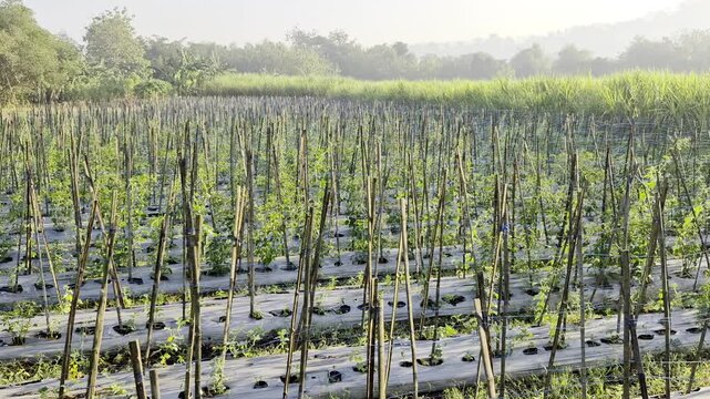 Vegetable farm rows with bamboo stakes swaying, representing agriculture, crop cultivation, and farming footage.