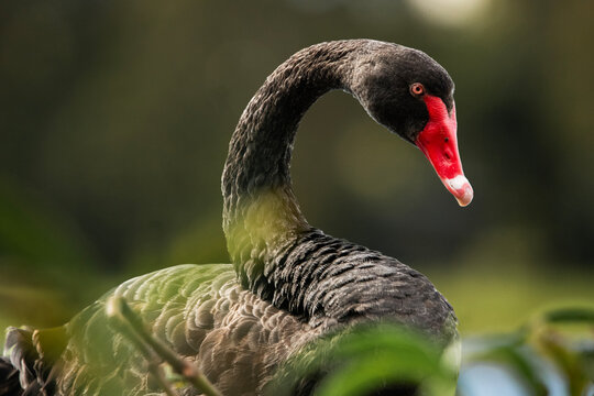 The black swan or Cygnus atratus is a large waterbird, a species of swan which breeds mainly in the southeast and southwest regions of Australia.