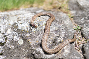 Obraz premium Common smooth snake. Wild snake on stone. Snake in wild nature. Wildlife and fauna. Reptile animal of snake family
