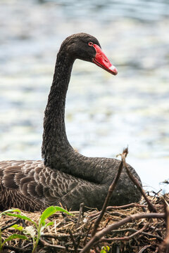 The black swan or Cygnus atratus is a large waterbird, a species of swan which breeds mainly in the southeast and southwest regions of Australia.