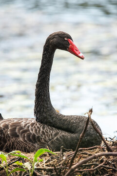 The black swan or Cygnus atratus is a large waterbird, a species of swan which breeds mainly in the southeast and southwest regions of Australia.
