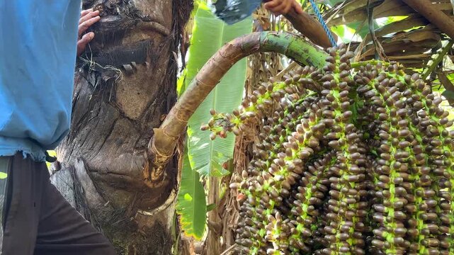 An Asian man is gently tapping the flower stalk of a sugar palm (Arenga pinnata) with a wooden mallet. This process aims to stimulate the flow of sap toward the flower cluster.