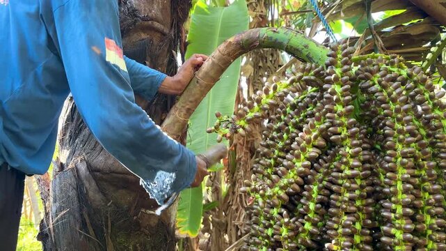 An Asian man is gently tapping the flower stalk of a sugar palm (Arenga pinnata) with a wooden mallet. This process aims to stimulate the flow of sap toward the flower cluster.