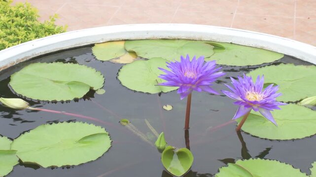 purple water lily flowers and green leaves gently sway on rippling water moved by a light breeze inside a round decorative outdoor basin