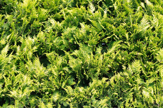 Cedar tree branch background. Cypress branch. Green evergreen twig. Thuja green background. Cypress tree branch. Evergreen Thuja cedar plant nature