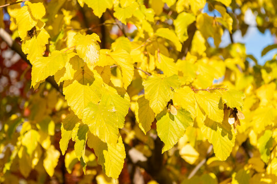 Yellow leaves on forest tree. Nature fall season. Peaceful nature. Autumn leaf natural foliage. Autumn nature. Yellow leaves on sunny weather. Seasonal autumnal tree. Autumn yellow leaves
