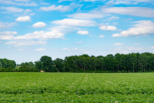 Cultivation and farming. Organic potato field. Potato crop harvest in village. Field of potatoes. Agriculture and harvesting in farm. Potato crop. Autumn agriculture