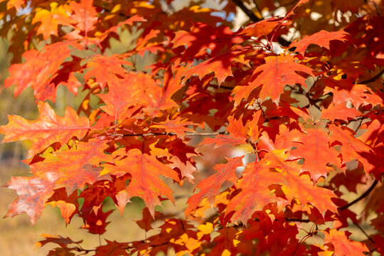 Nature fall season. Fall season forest. Autumn leaf natural foliage. Autumn nature. Red leaves on oak tree. Seasonal autumnal tree. Autumn red leaves. Red leaves ready to fall