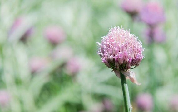 Natural flower plant. Flora nature. Bright blooming flower in nature. Chives flower. Flowering nature closeup. Macro of flowering chives plant. Purple exotic chives flower. Allium schoenoprasum