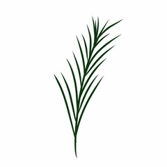 Fototapeta premium Green pine needle branch vector line art isolated on white background.