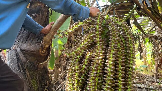 An Asian man is gently massaging and shaking the flower clusters of the sugar palm tree (Arenga pinnata) until the clusters feel limp and ready to be cut to produce palm sap.