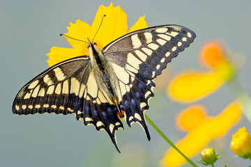 Obraz premium 翅の模様が綺麗なキアゲハ(Old World Swallowtail)