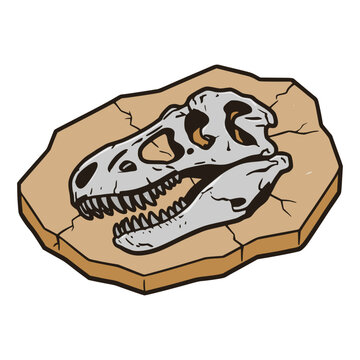 dinosaurs head skull fossil antique history artifact ancient jurassic science museum flat color vector illustration template design