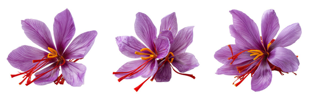 Set of A beautiful saffron crocus flower blooming on transparent png background. Ai generated