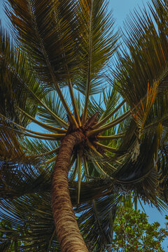 Tall tropical palm tree shot from a low angle perspective against a clear blue sky