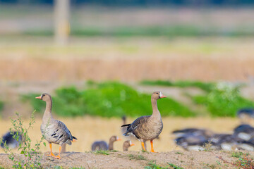 散歩するマガン  © Taku