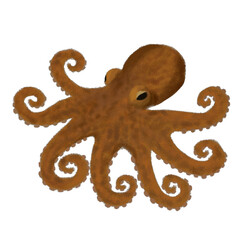 octopus on white background © Eyaputri