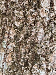 Fototapeta premium Close up texture of rough weathered tree bark with dark moss patches