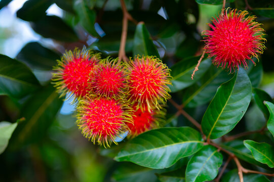 fresh Thai rambutan fruit on tree Thai fruit that tastes sweet and delicious when ripe, red.