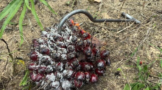 Fresh fruit bunches of oil palm (Elaeis guineensis) that have just been harvested using a dodos or egrek tool (you can see the iron hook on top)