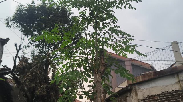 Low angle shot of a slender drumstick tree with delicate green foliage under an overcast sky