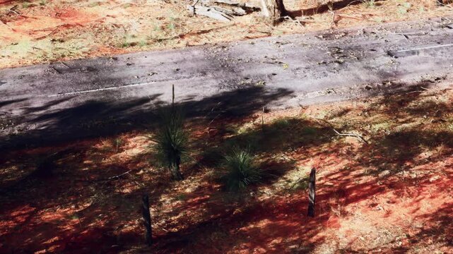 A rural road is surrounded by trees and vegetation. Fallen branches are scattered along the ground. The scene appears sunny. The road shows tire tracks.
