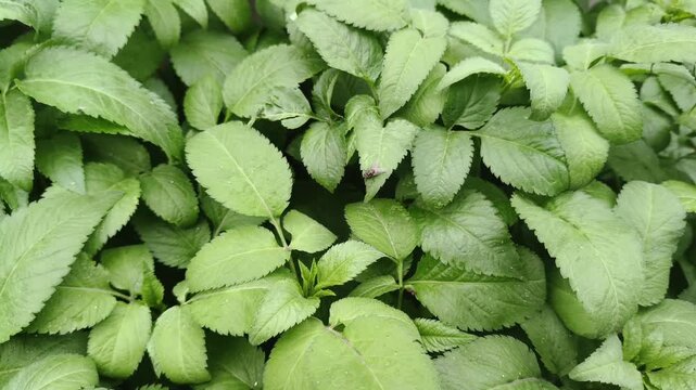 High angle close-up of vibrant herbal foliage or wild weeds spreading over the fertile soil during daytime