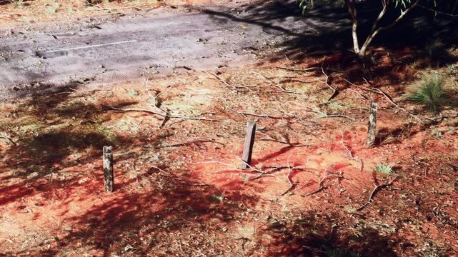On a sunny day, a dirt road is visible alongside the ground covered in dried branches and small plants. The scene shows a rural setting with minimal signs of human activity.