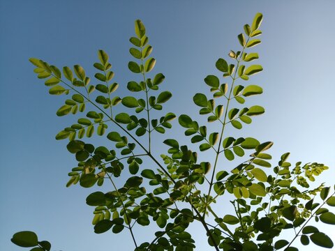 Fresh green moringa oleifera tree leaves against clear blue sky background, low angle view