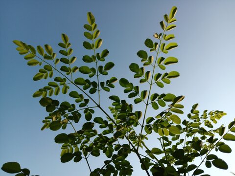 Fresh green moringa oleifera tree leaves against clear blue sky background, low angle view