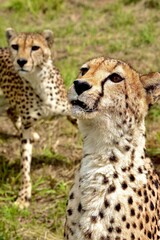 Two Cheetahs, Close-Up with Alert Expression, South Africa © Sean
