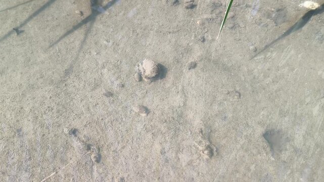 Macro look at local farm wildlife showing a tiny mollusk shell on wet earth