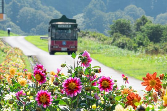 Beautiful blooming dahlia garden with shuttle bus blurred in the background