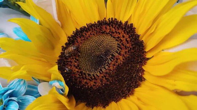 Close up of a vibrant yellow sunflower with a bee collecting nectar surrounded by blue and white flowers