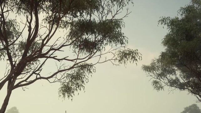 The scene shows several trees in an open area with a clear sky above. The sun is shining and the setting appears bright. No people are present in the view.