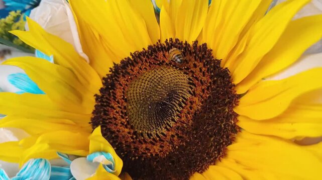 Close up of a bee collecting pollen from a vibrant yellow sunflower with blue and white flowers in the background
