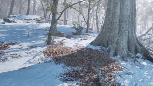 A forest covered in snow shows trees with bare branches and rocks. Frost covers the ground. Shadows from the trees are visible on the snow. The scene feels cold and crisp in winter.